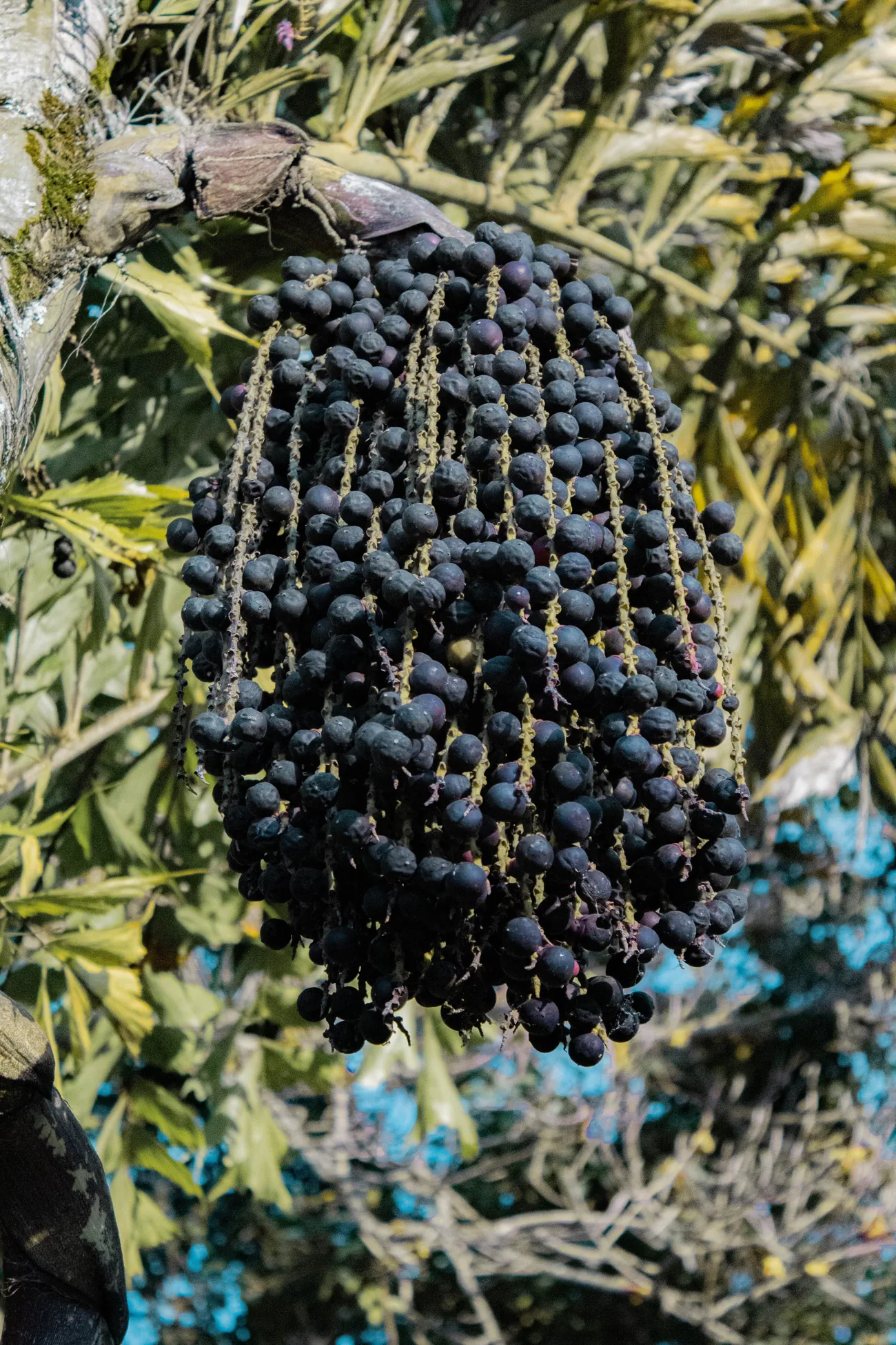 Clusters of dark açaí berries growing on a palm tree, the source of every bowl